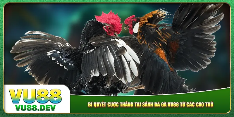 Bí quyết cược thắng tại sảnh đá gà Vu88 từ các cao thủ 