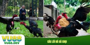 Các lối đá gà chọi