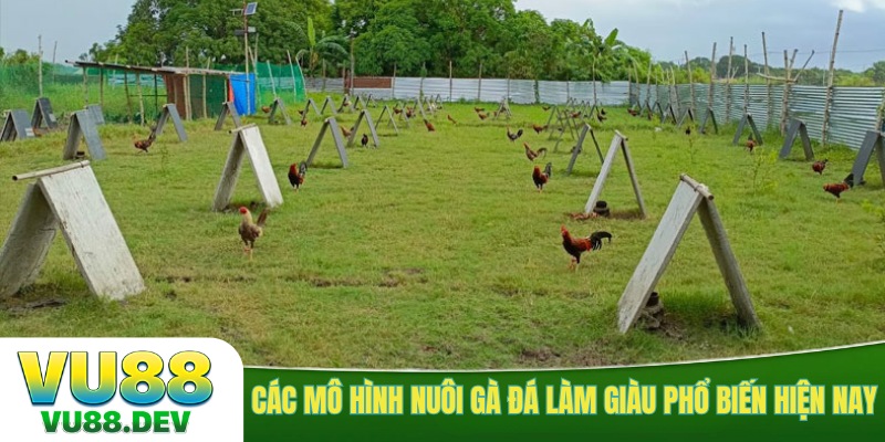 Các mô hình nuôi gà đá làm giàu phổ biến hiện nay