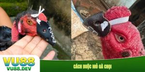 Cách buộc mỏ gà chọi