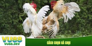 Cách chọn gà chọi