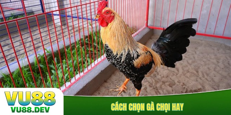 Cách chọn gà chọi hay