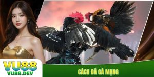 Cách đá gà mạng