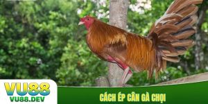 Cách ép cân gà chọi