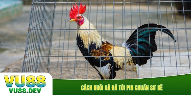 Cách nuôi gà đá tới pin chuẩn sư kê