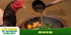 Cách om gà chọi