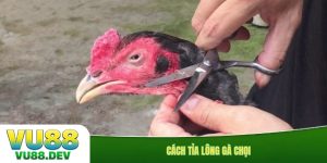 Cách tỉa lông gà chọi