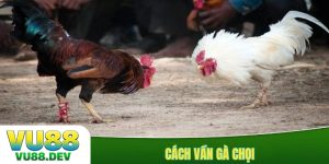 Cách vần gà chọi