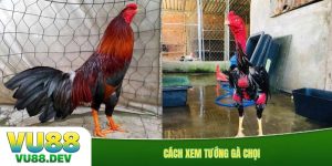 Cách xem tướng gà chọi