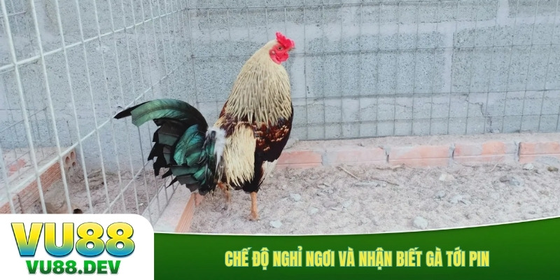 Chế độ nghỉ ngơi và nhận biết gà tới pin