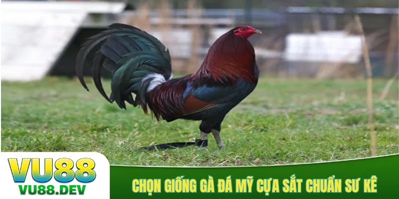 Chọn giống gà đá Mỹ cựa sắt chuẩn sư kê