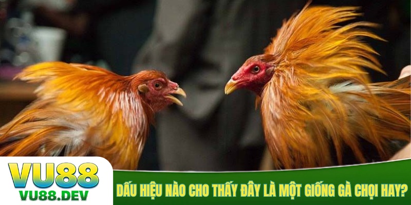 Dấu hiệu nào cho thấy đây là một giống gà chọi hay