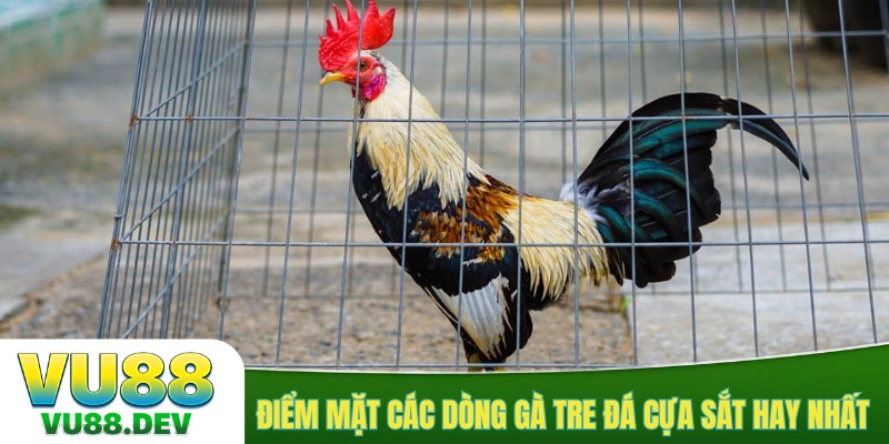 Điểm mặt các dòng gà tre đá cựa sắt hay nhất