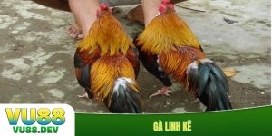 Gà linh kê