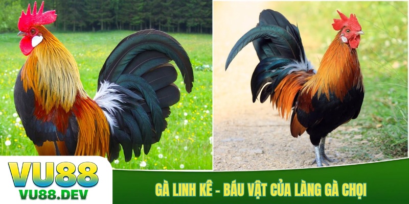 Gà linh kê - báu vật của làng gà chọi