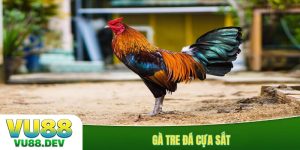 Gà tre đá cựa sắt