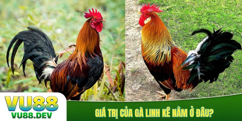 Giá trị của gà linh kê nằm ở đâu?