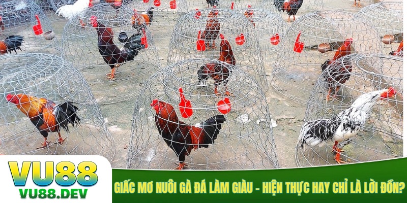 Giấc mơ nuôi gà đá làm giàu - hiện thực hay chỉ là lời đồn?
