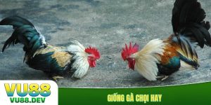 Giống gà chọi hay