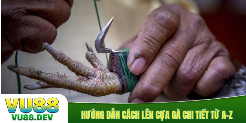 Hướng dẫn cách lên cựa gà chi tiết từ A-Z