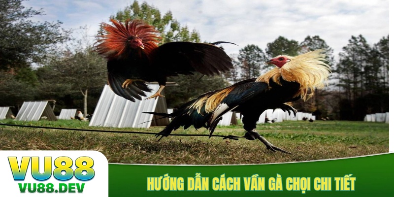Hướng dẫn cách vần gà chọi chi tiết