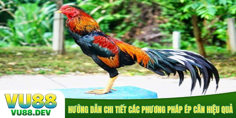 Hướng dẫn chi tiết các phương pháp ép cân hiệu quả
