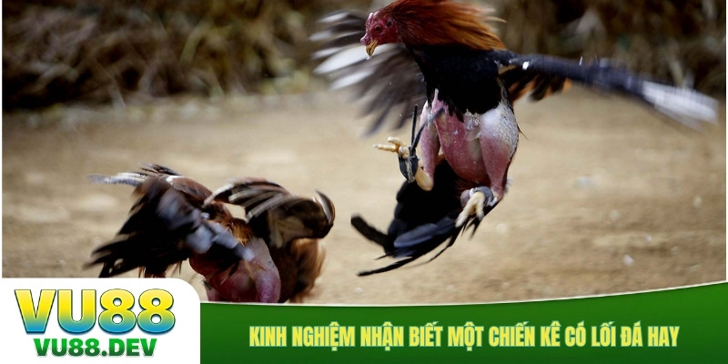 Kinh nghiệm nhận biết một chiến kê có lối đá hay
