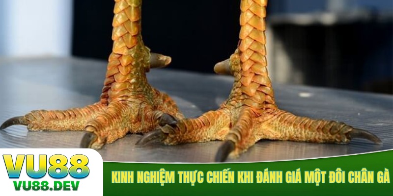 Kinh nghiệm thực chiến khi đánh giá một đôi chân gà