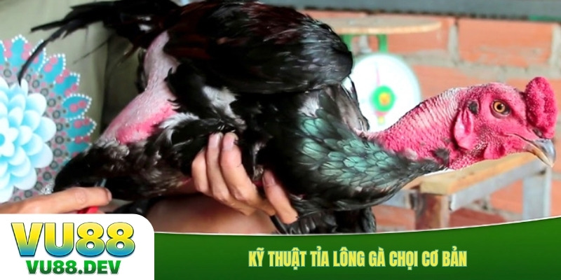 Kỹ thuật tỉa lông gà chọi cơ bản