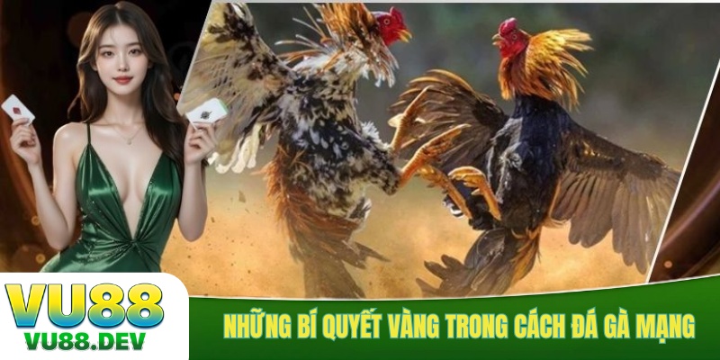 Những bí quyết vàng trong cách đá gà mạng