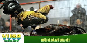 Nuôi gà đá Mỹ cựa sắt