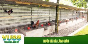 Nuôi gà đá làm giàu