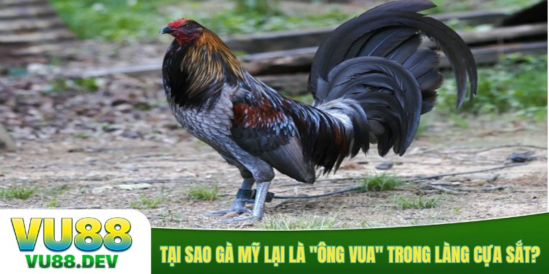 Tại sao gà Mỹ lại là "ông vua" trong làng cựa sắt?