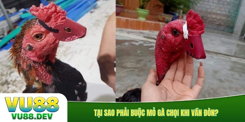 Tại sao phải buộc mỏ gà chọi khi vần đòn?