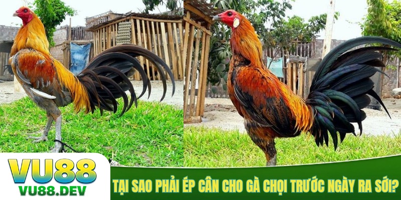 Tại sao phải ép cân cho gà chọi trước ngày ra sới?
