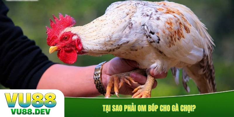 Tại sao phải om bóp cho gà chọi?