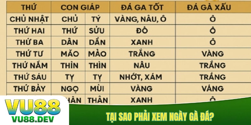 Tại sao phải xem ngày gà đá?