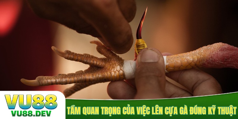 Tầm quan trọng của việc lên cựa gà đúng kỹ thuật