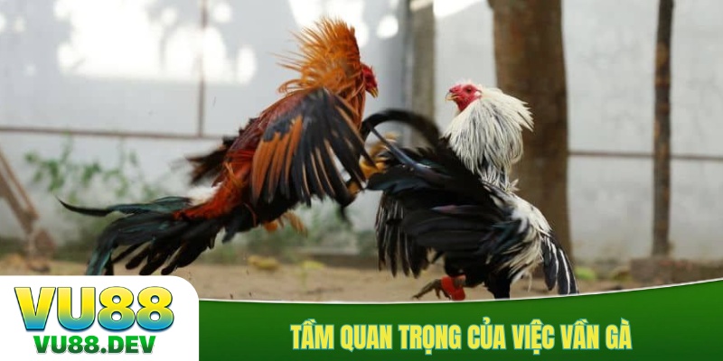 Tầm quan trọng của việc vần gà