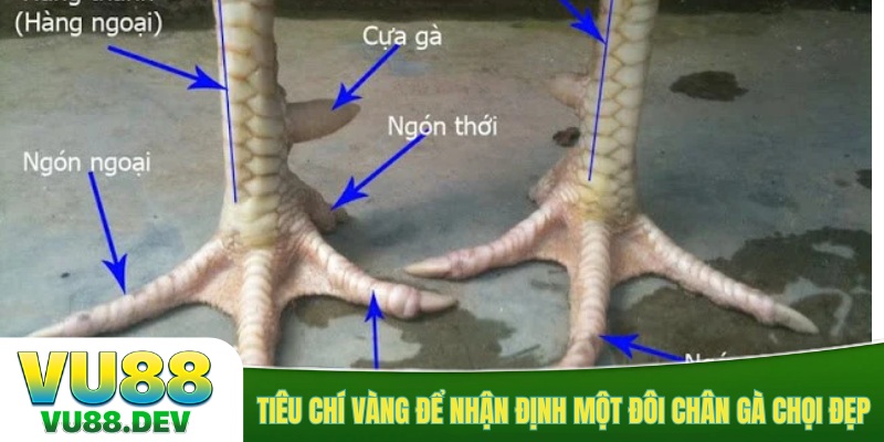 Tiêu chí vàng để nhận định một đôi chân gà chọi đẹp