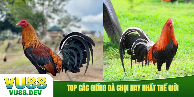 Top các giống gà chọi hay nhất thế giới làm mưa làm gió