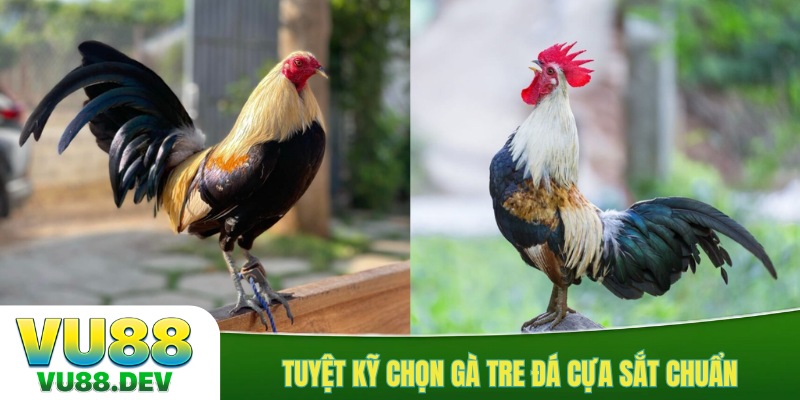 Tuyệt kỹ chọn gà tre đá cựa sắt chuẩn