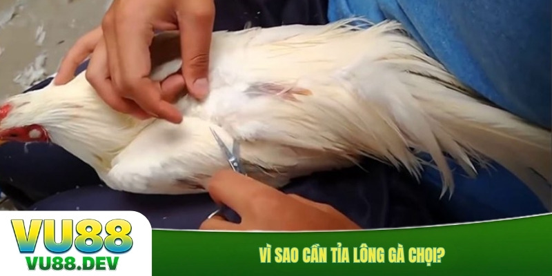 Vì sao cần tỉa lông gà chọi?