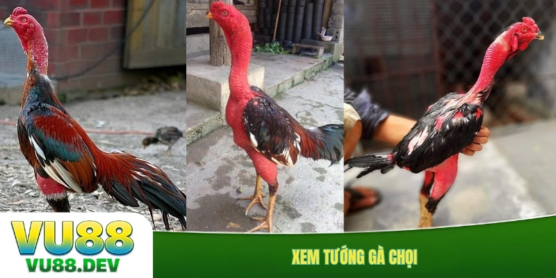 Xem tướng gà chọi
