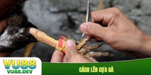 cách lên cựa gà
