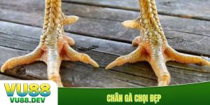 chân gà chọi đẹp