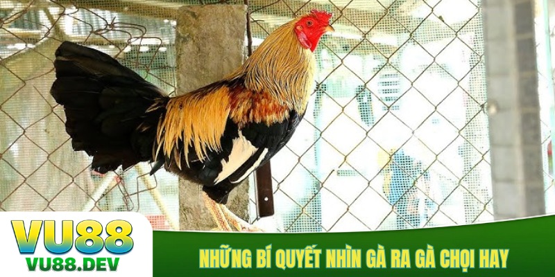 Những bí quyết nhìn gà ra gà chọi hay