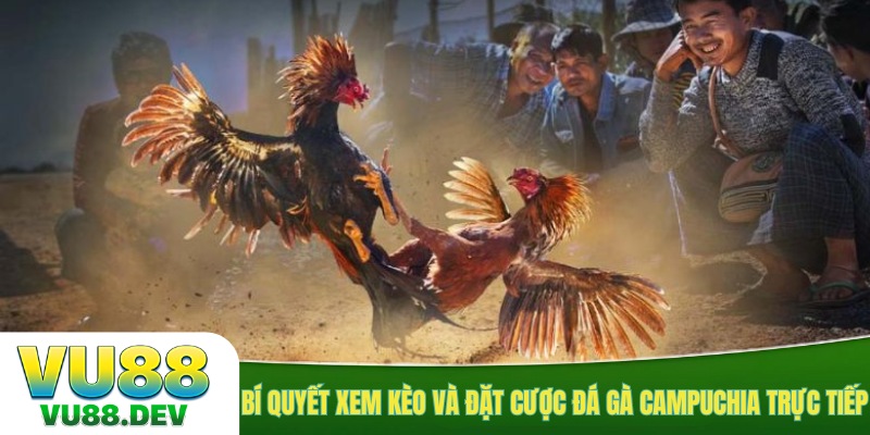 Bí quyết xem kèo và đặt cược đá gà campuchia trực tiếp