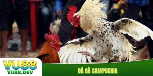 Đá gà Campuchia