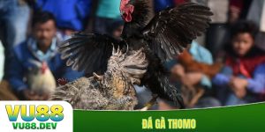Đá gà Thomo
